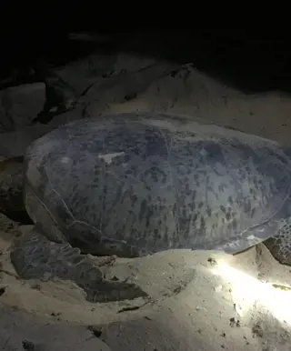 Begegne den Meeresschildkröten auf Satang Island
